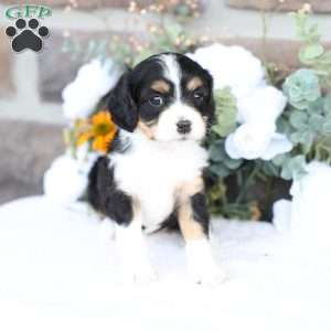 Bella, Cavapoo Puppy